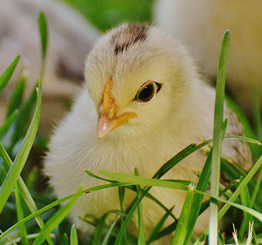 Nutrition animale