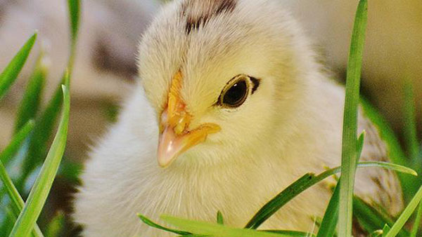 Nutrition animale