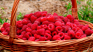 Cétone de framboise