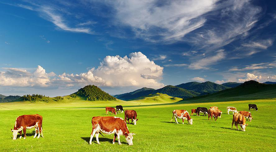 Vitamine B₆