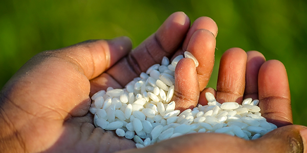 Amélioration de la nutrition