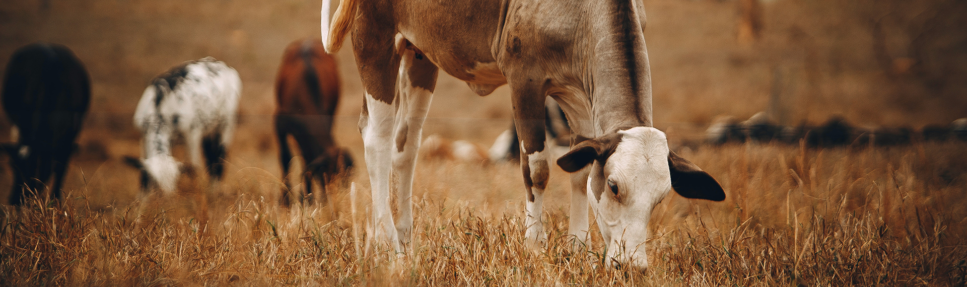 Nutrition animale