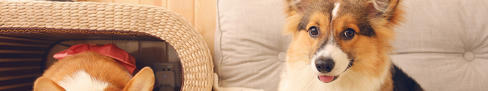 Animaux de compagnie
